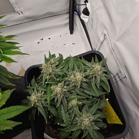 Raphaela growlog timeline photo