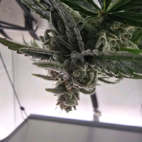 Raphaela growlog timeline photo