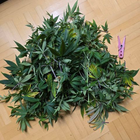 Mary growlog timeline photo