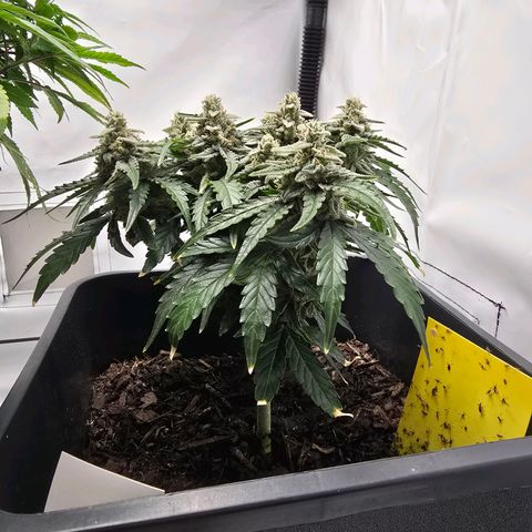 Raphaela growlog timeline photo