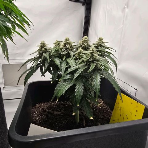 Raphaela growlog timeline photo