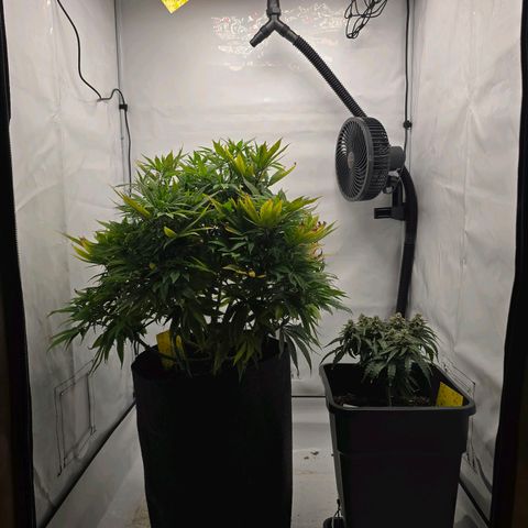 Raphaela growlog timeline photo