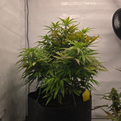 Mary growlog timeline photo