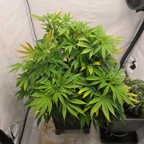 Mary growlog timeline photo