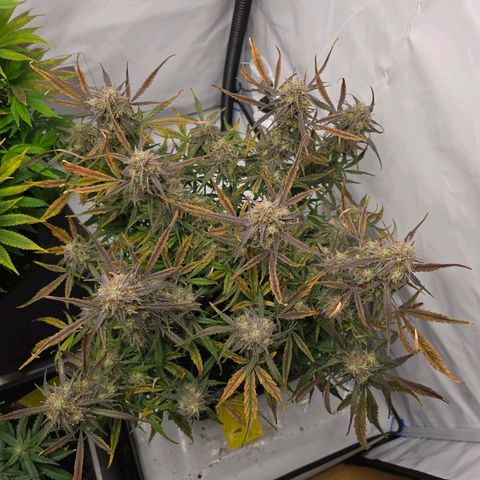 Jane growlog timeline photo