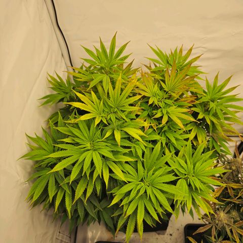 Mary growlog timeline photo