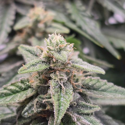 Raphaela growlog timeline photo