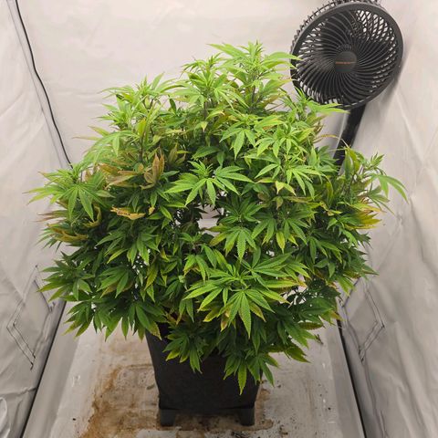 Mary growlog timeline photo