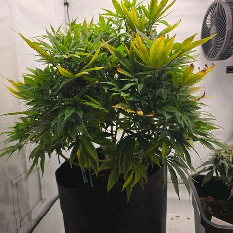 Mary growlog timeline photo