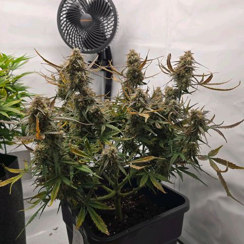 Jane growlog timeline photo