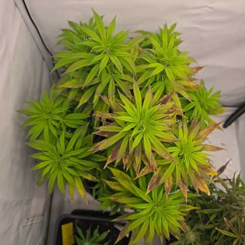 Mary growlog timeline photo