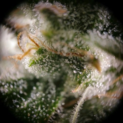 Raphaela growlog timeline photo