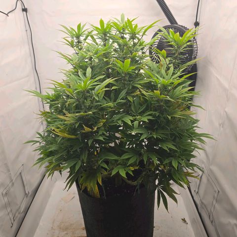 Mary growlog timeline photo