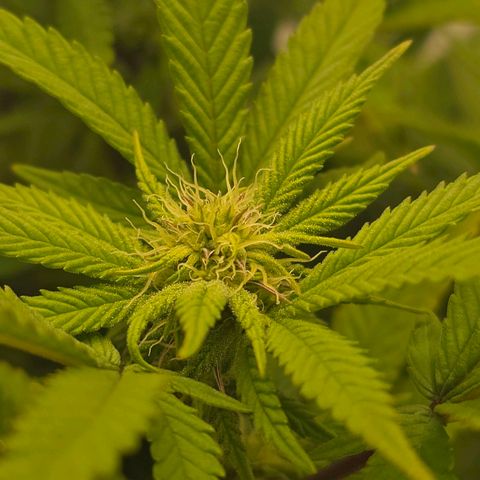 Mary growlog timeline photo