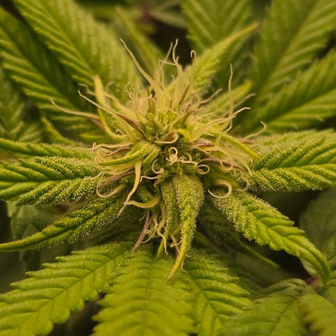 Mary growlog timeline photo