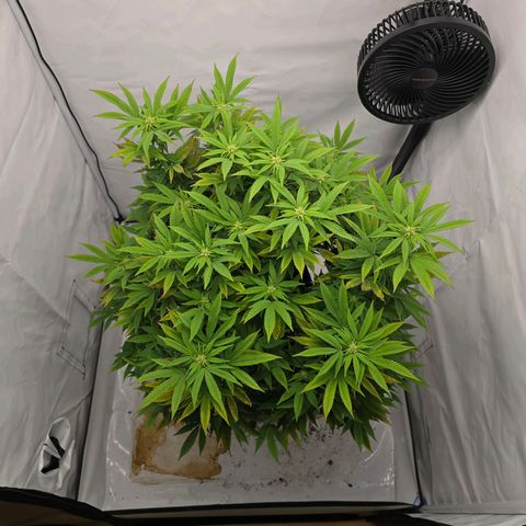Mary growlog timeline photo