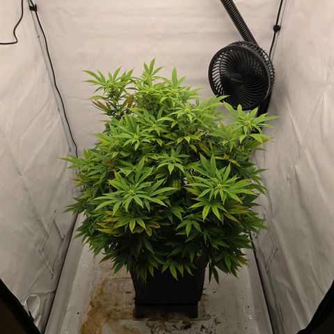 Mary growlog timeline photo