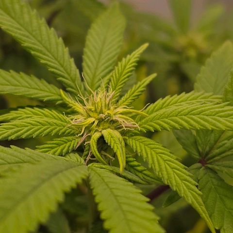 Mary growlog timeline photo