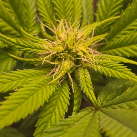 Mary growlog timeline photo