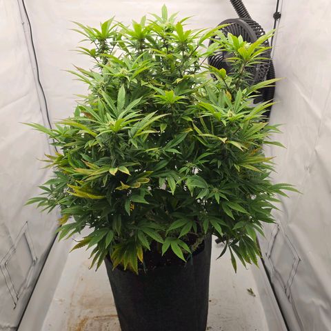 Mary growlog timeline photo