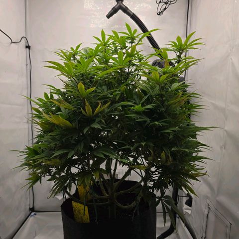 Mary growlog timeline photo