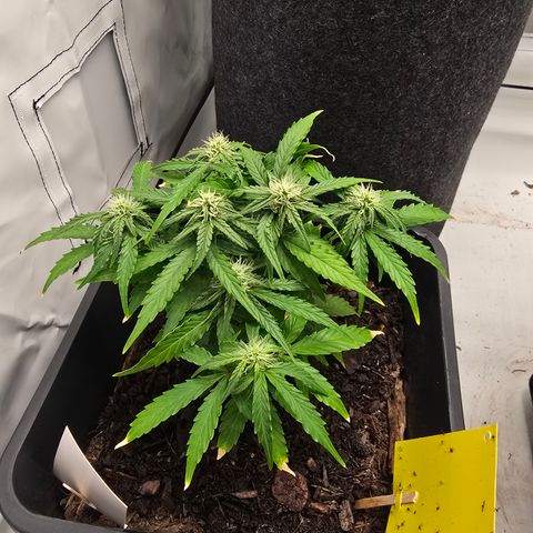 Raphaela growlog timeline photo