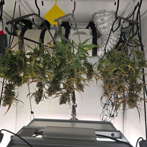 Jane growlog timeline photo