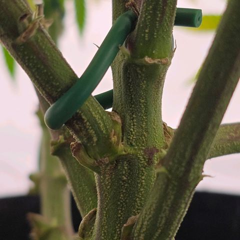 Mary growlog timeline photo