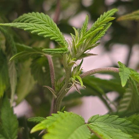 Mary growlog timeline photo