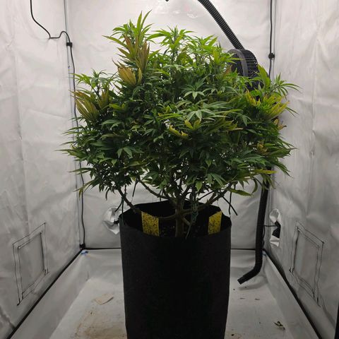 Mary growlog timeline photo