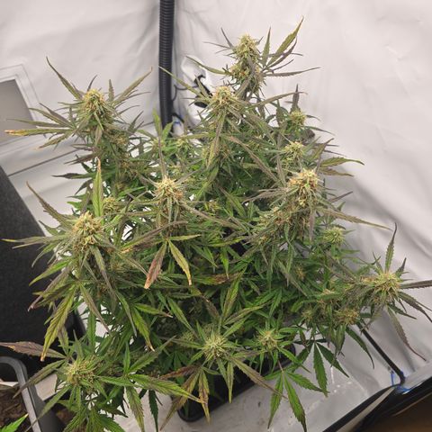 Jane growlog timeline photo