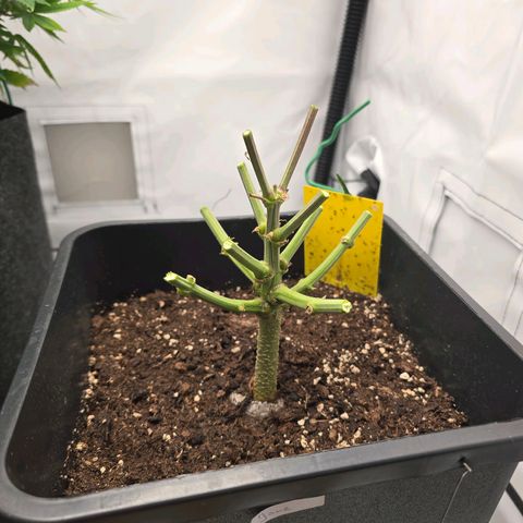 Jane growlog timeline photo