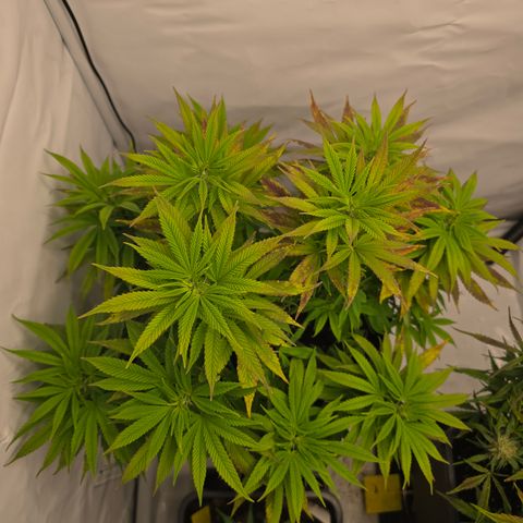 Mary growlog timeline photo