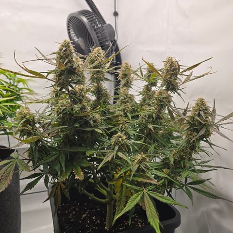 Jane growlog timeline photo