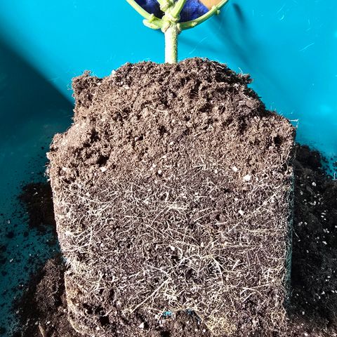 Jane growlog timeline photo