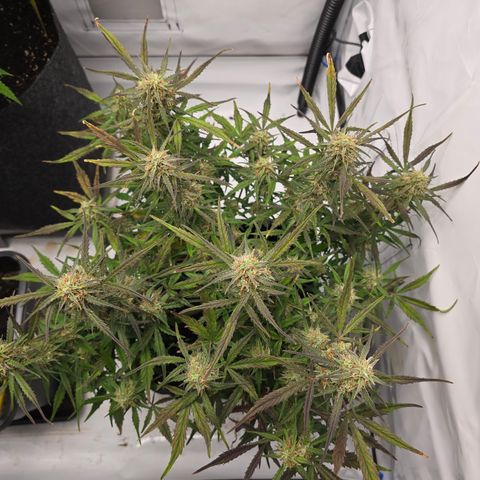 Jane growlog timeline photo