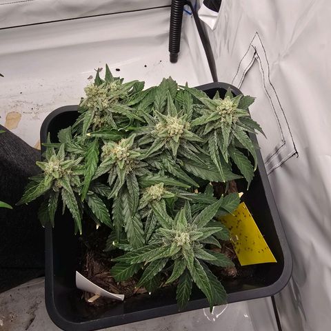 Raphaela growlog timeline photo