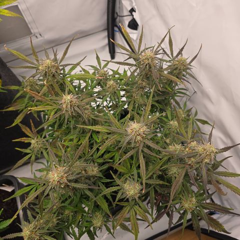 Jane growlog timeline photo