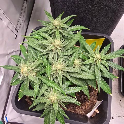 Raphaela growlog timeline photo