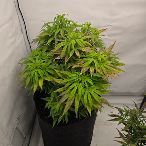 Mary growlog timeline photo