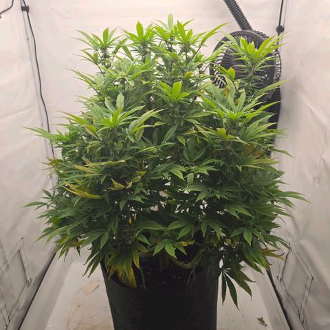 Mary growlog timeline photo