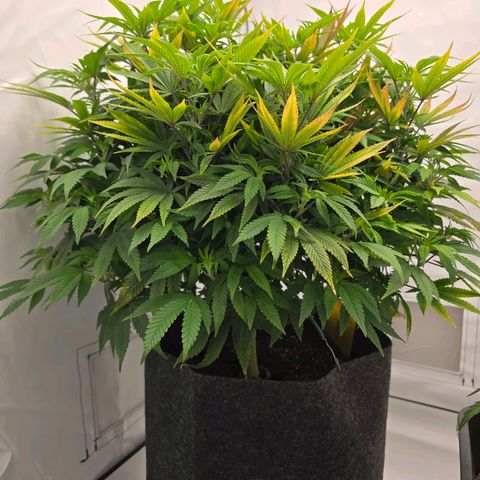 Mary growlog timeline photo