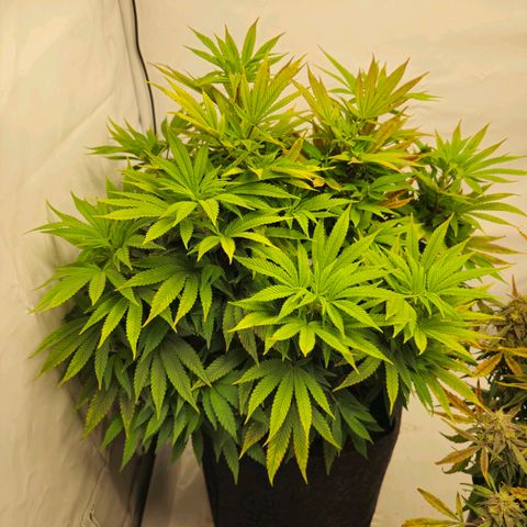 Mary growlog timeline photo