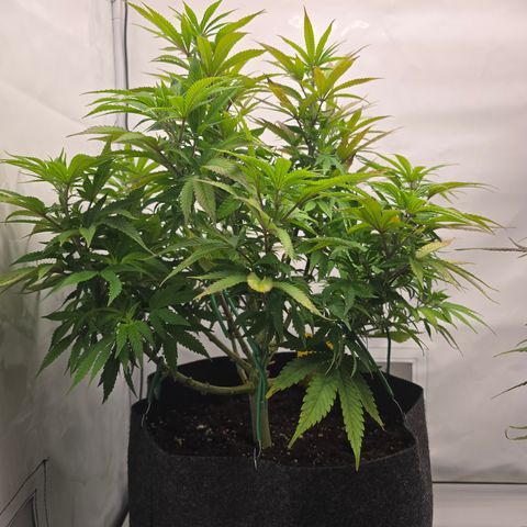 Mary growlog timeline photo