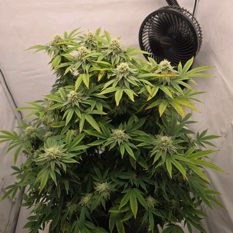 Mary growlog timeline photo