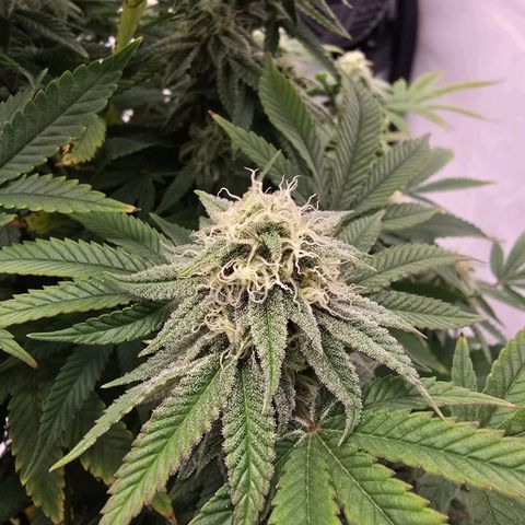 Mary growlog timeline photo