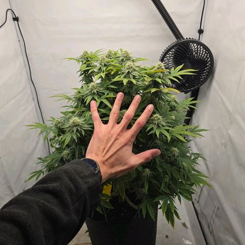 Mary growlog timeline photo