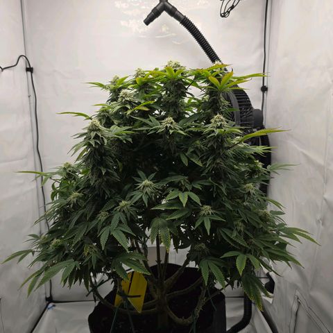 Mary growlog timeline photo