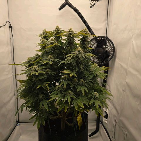 Mary growlog timeline photo