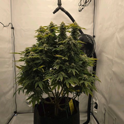 Mary growlog timeline photo